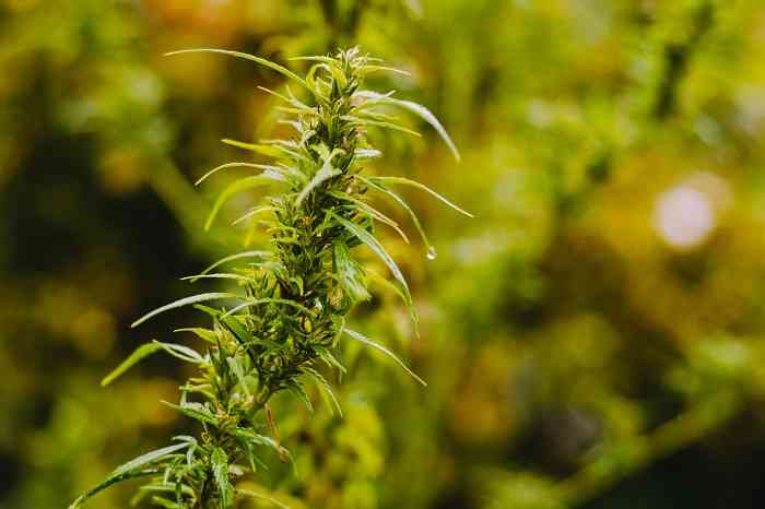 Cosa sono i Cannabinoidi e Come Funzionano?