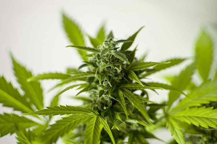 Cannabis terapeutica: cosa cura, come ottenerla ed effetti collaterali