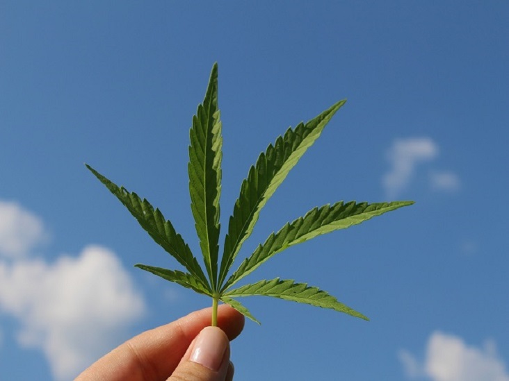 Canapa Indiana o Indica, Sativa e Ruderalis: varietà e differenze