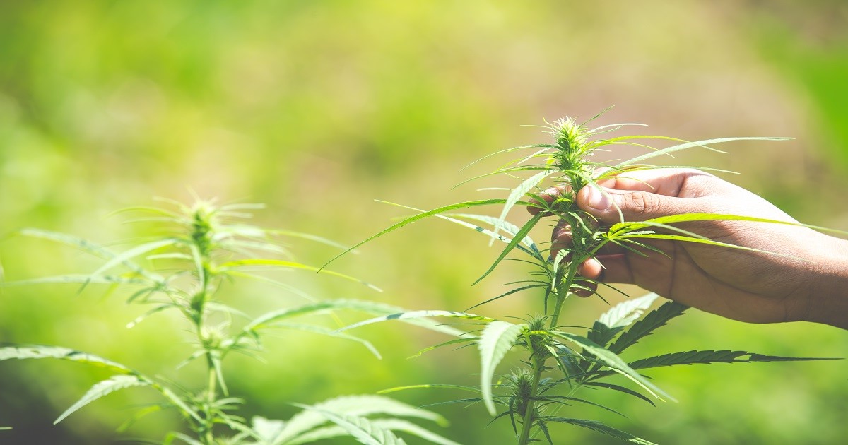 Cannabe nel Progetto Remediation per Ripulire i Terreni con la Canapa