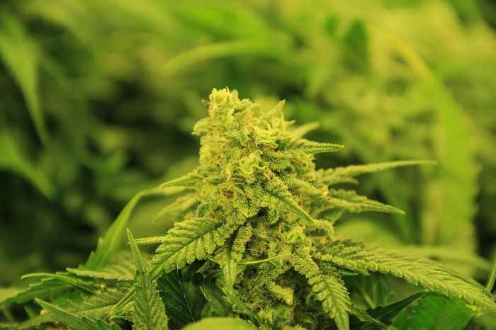 Pianta di cannabis maschio e femmina: Quali Differenze?