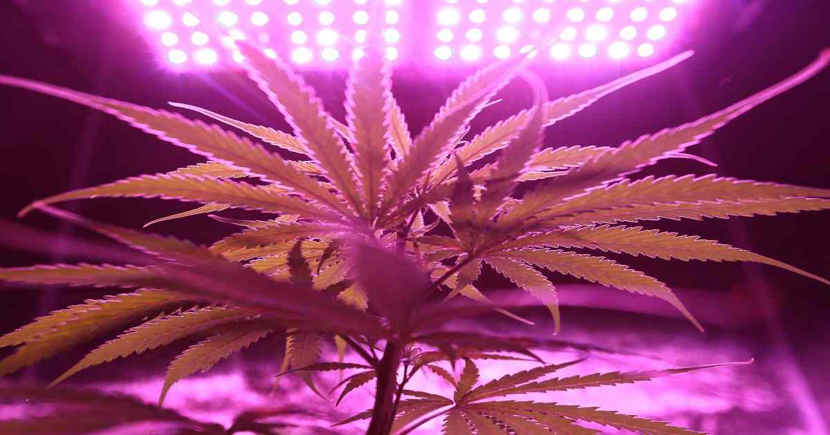 Cannabis light, perché i giudici riaprono i negozi di erba light?
